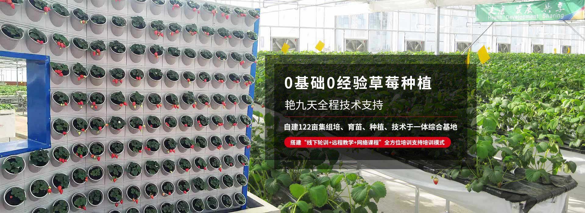 0基礎(chǔ)0經(jīng)驗(yàn)草莓種植、艷九天全程技術(shù)支持