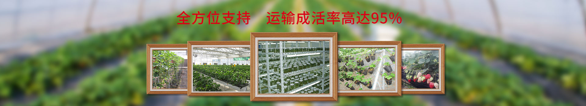 艷九天全方位支持，運(yùn)輸成活率達(dá)95%